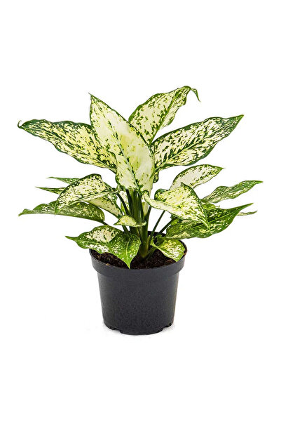 Belora Planta norocului și a armoniei, Aglaonema albă, H 40 cm
