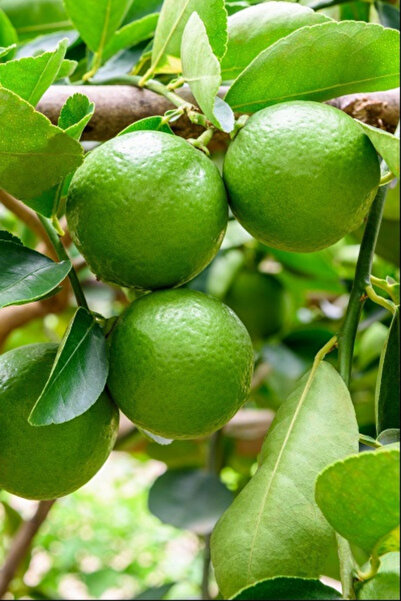 subahce Lime Limon (1 Kg)
