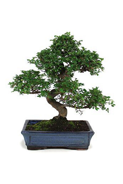 Belora Bonsai, înălțime 30 cm