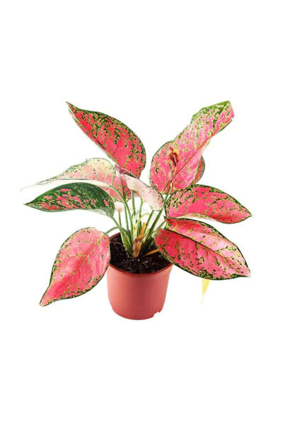 Belora Planta norocului și a armoniei, Aglaonema roșie, H 45 cm