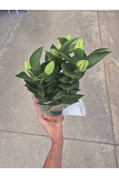 Asi Lilyum çiçek 13 cm