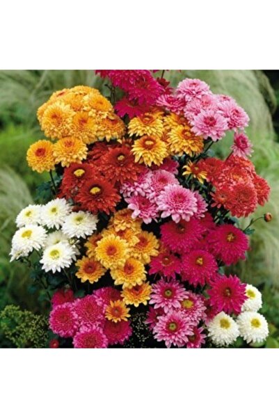 Genel Markalar 20 Adet Kasımpatı Çiçeği Tohumu (bodur)