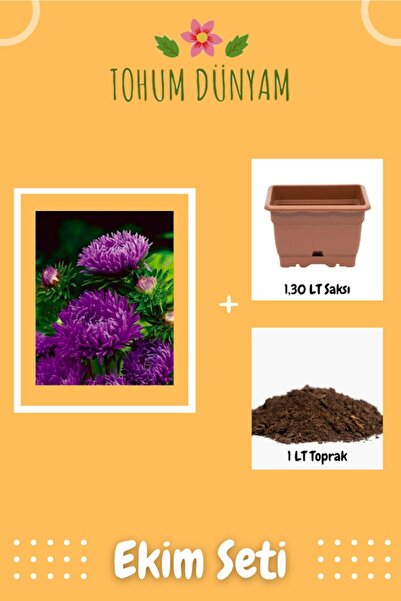 Muka Botanik Mürdüm Uzun Boylu Şakayık Aster Çiçek Tohumu Ekim Seti