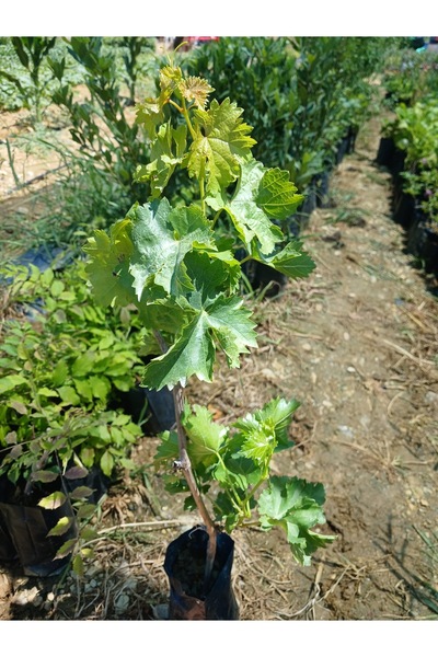 HİLAL TARIM ÇİFTLİĞİ Tüplü sultaniye üzüm fidanı