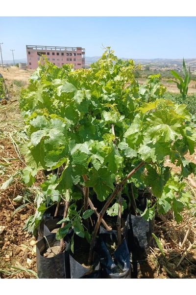 HİLAL TARIM ÇİFTLİĞİ Tüplü sultaniye üzüm fidanı