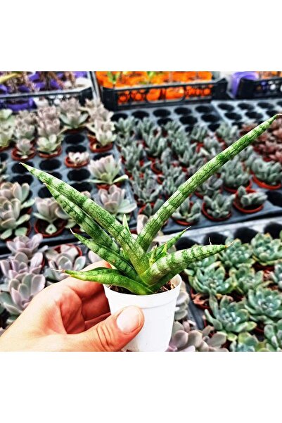 cantropikal Sansevieria Cylindrica - skyline - Paşa-Kılıcı