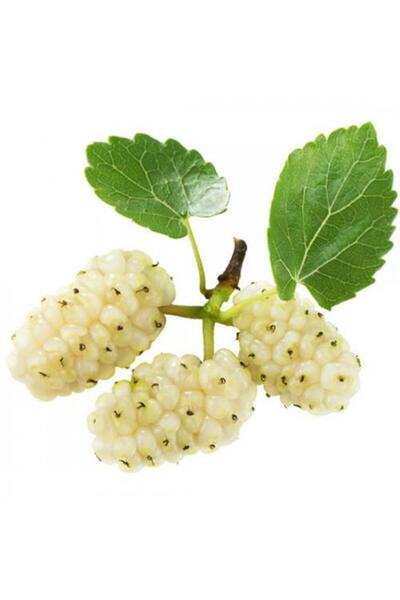 ASES 3 YAŞ TÜPLÜ AŞILI,MEYVE VEREN : BEYAZ DUT FİDANI BOY 170-200 CM