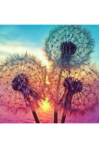 Other DIY Painting by Numbers Kit with Frame, Creative Dandelions Picture, 40x40cm