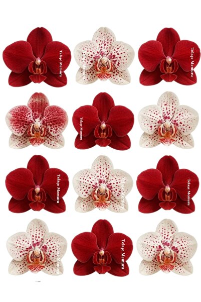 telaşe memuru Yenilebilir Çiçek Pasta Süsü - Orkide Yenilebilir Kağıt Pasta Süsü - Pasta Süsü - Model 12