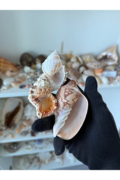 Seashell Rio Doğal Deniz Kabuğu Seti (Tutufa bardeyi, Bufonaria rana, Volutid...