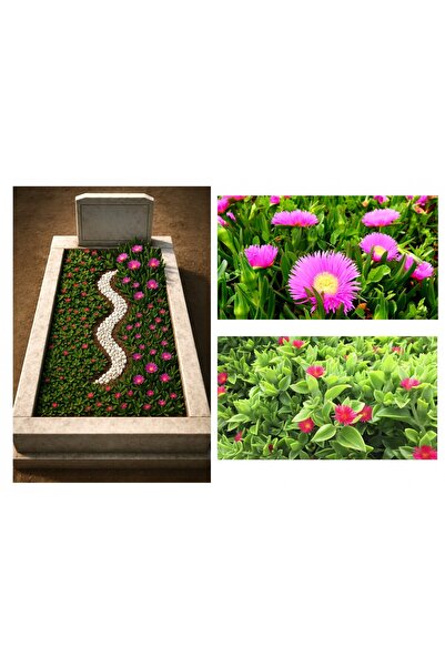 Tunç Botanik MEZAR - KABİR ÇİÇEKLİ BİTKİ SETİ - 90 ADET 2 ÇEŞİT YER ÖRTÜCÜ BİTKİ (Kaz Ayağı-Buz Çiçeği)