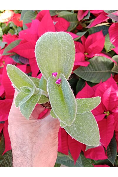 Ravza Çiçekçilik Tüylü telgraf çiçeği 5 . 5 Cm saksı da pembe çiçek