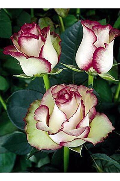 Genel Markalar 5 Adet Yeşil Hipnoz Gül Tohumu