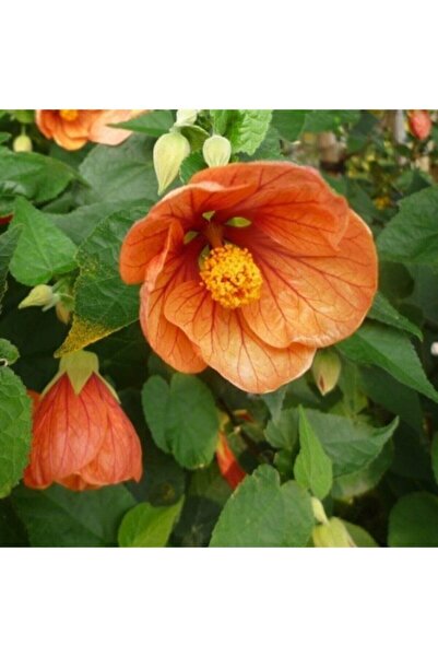 Genel Markalar 10 Adet Kavun Içi Renkli Abutilon Hybridum Çiçek Tohumu Ithal