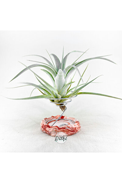 Gurme Bitki Tillandsia Xerographica (S) - El Yapımı Dekoratif Standı Ile Hava...