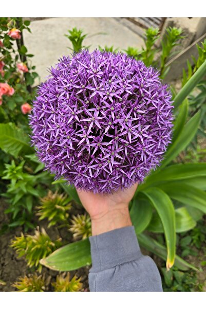 Bulbi și Plante ALLIUM GLOBEMASTER