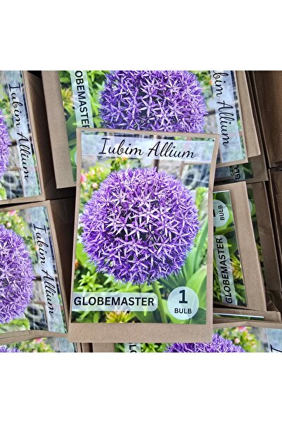 Bulbi și Plante ALLIUM GLOBEMASTER