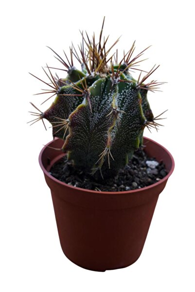 Armen Botanik Özel Tür Astro Kaktüs Astrophytum Ornatum 8,5 Cm lik Saksıda