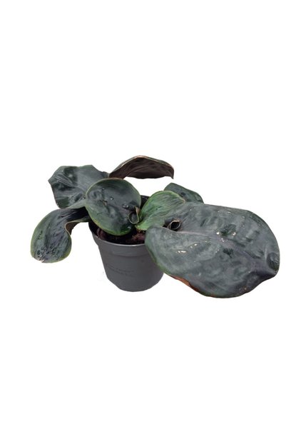 Betonish Geogenanthus 'Midnight Pearl'
