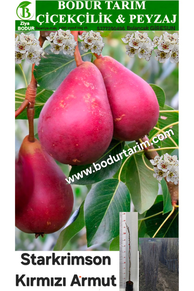 BODUR TARIM Bulancak 2 Yaşında Yarı Bodur Aşılı Tüplü Topraklı Starkrimson Dı...