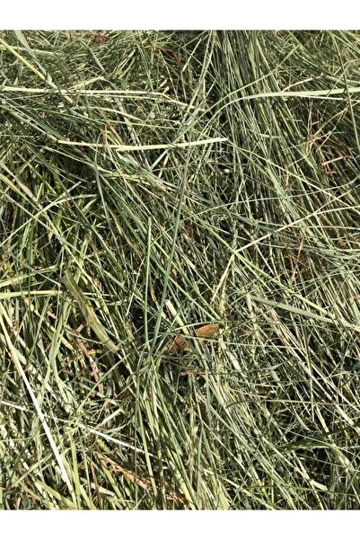 Güven Yem Çayır Otu Taze Yeşil ve Kuru Kemirgen Otu 2 kg