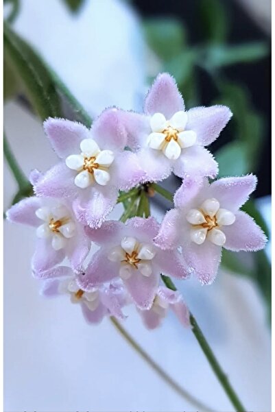 PLANT Hoya Thomsonii Small Splash Leaves Mum Çiçeği