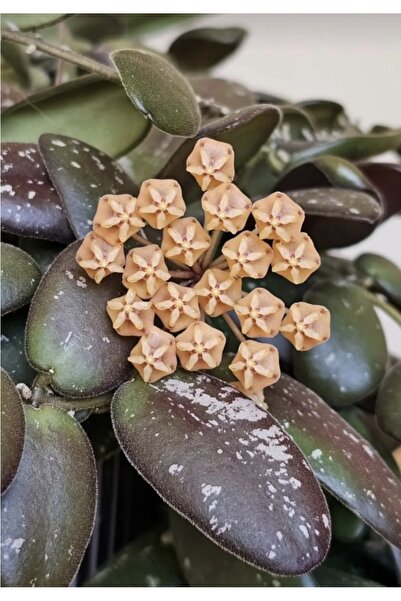 PLANT Hoya Gps 7240 Mum Çiçeği