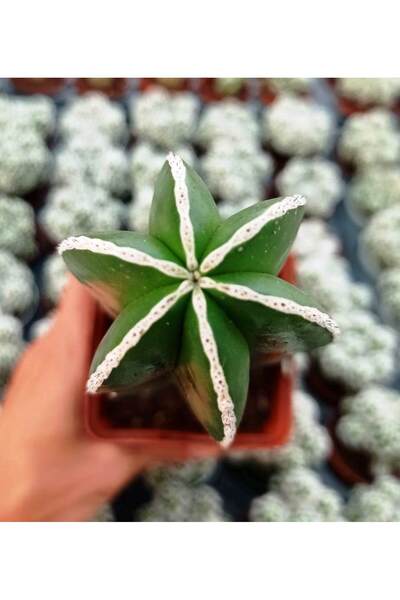 cantropikal Marginatocereus Marginatus kaktüsü 9 cm. çaplı saksıda ortalama 1...