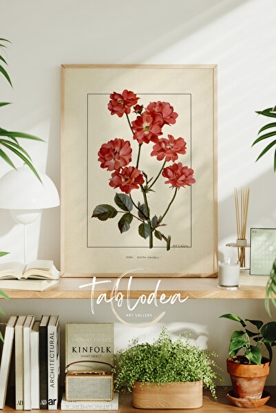 tablodea Pictură cu poster înrămat vintage cu trandafirul Edith Cavell, pictu...