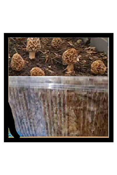 AMAZON TOHUM Kuzu Göbeği Mantarı Deneme Kiti Mantar Deneme Kiti 2 Adet