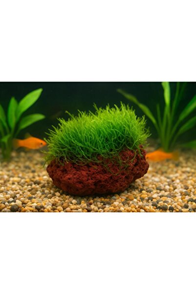 TROPİKAL Moss "kayaya Tutturulmuş Java Moss"