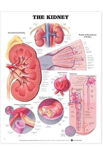 Wolters Kluwer The Kidney Anatomical Chart