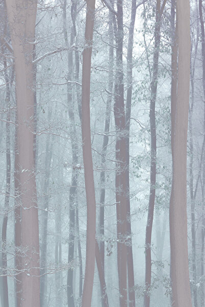 dreamwall Sisli Gri Orman Manzaralı Tek Parça Duvar Kağıdı