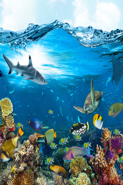 dreamwall Akvaryum Balıklar ve Mercan Manzaralı Duvar Kağıdı