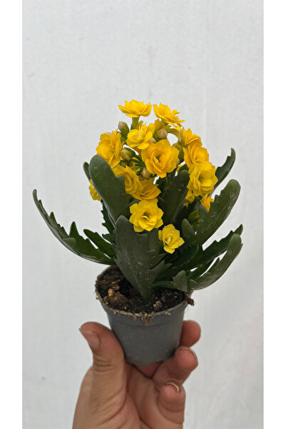 nazlı çiçekçilik Kalanşo Mini Sarı