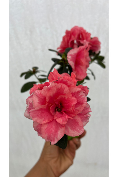 nazlı çiçekçilik Somon Çiçekli Açelya Bitkisi Azalea 8,5 lik saksıda