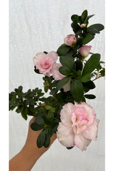 nazlı çiçekçilik Pembemsi Çiçekli Açelya Bitkisi Azalea 8,5 lik saksıda