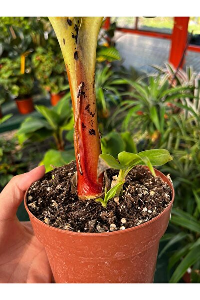 Floryalibotanik MUZ AĞACI / İÇ MEKAN SALON BİTKİSİ / 30-40CM CANLI BİTKİ