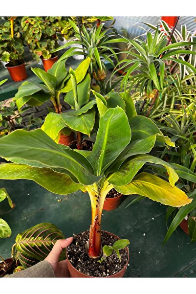 Floryalibotanik MUZ AĞACI / İÇ MEKAN SALON BİTKİSİ / 30-40CM CANLI BİTKİ