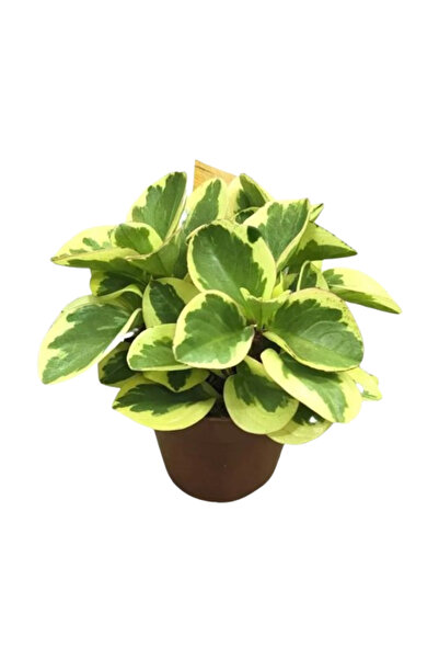 Belora plant Peperomia, H 35 cm