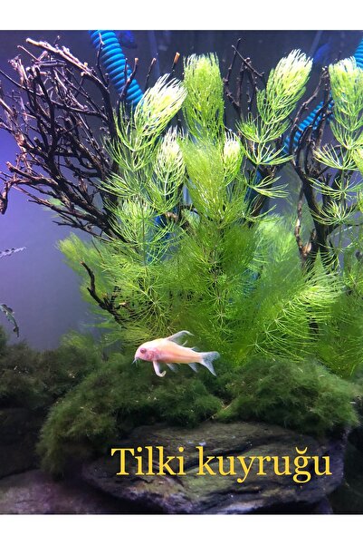 ADA Tilki kuyruğu canlı akvaryum bitkisi