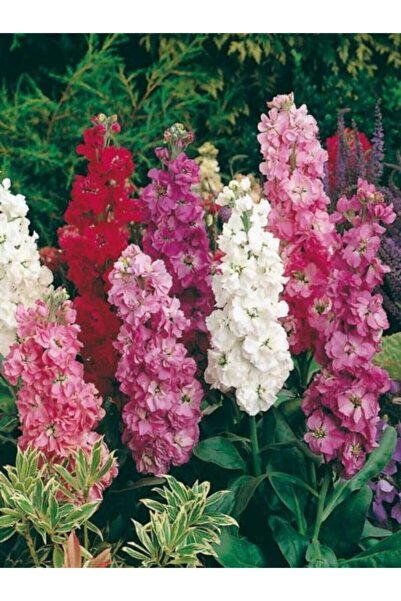 Genel Markalar Şebboy Çiçeği Tohumu Karışık 10 12 Adet