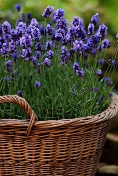 Genel Markalar Yerli Yediveren Lavanta/ 20+ Adet Tohum