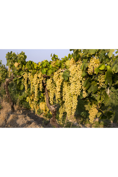 HİLAL TARIM ÇİFTLİĞİ Tüplü sultaniye üzüm fidanı