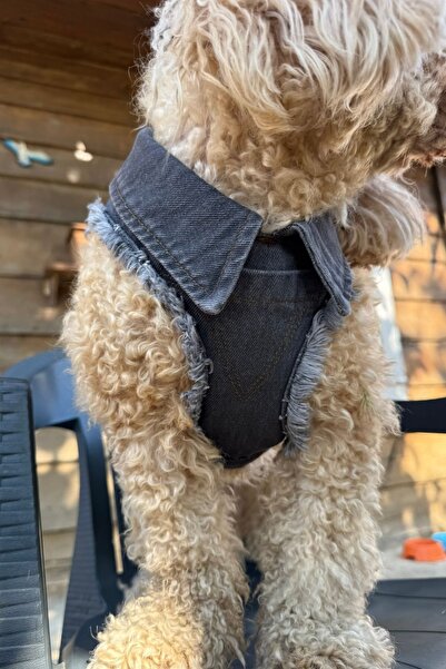 Globodepo Köpek Tasması Yakalı Gri Kot Jean Göğüs Gövde Tasması Ayarlanabilir