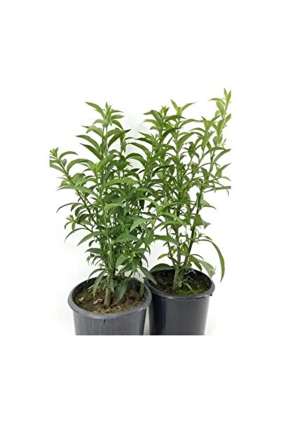 Mimoza Kolonya Limon Çiçeği Akşam Gece Sefası Melisa 2 Adet 20-40 Cm