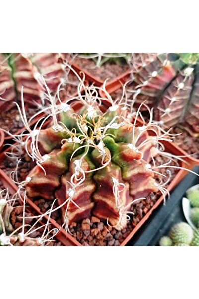 cantropikal Gymnocalycium Mihanovichii - 9 c.m. çaplı saksıda - yeşil ve bord...