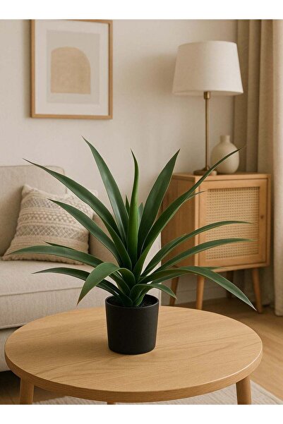 DRAMA HOME شجرة صبار اليوكا الاصطناعية ارتفاع 50 سم