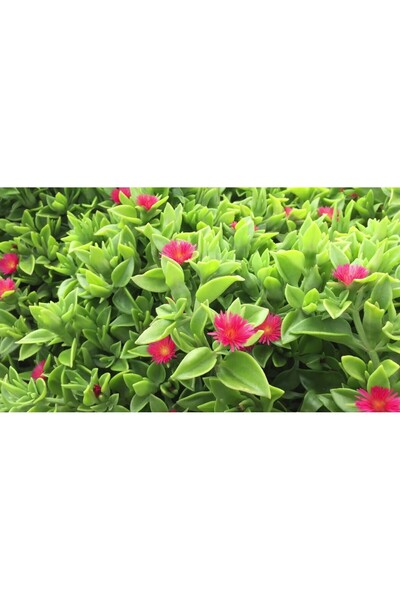 Tunç Botanik MEZAR - KABİR ÇİÇEKLİ BİTKİ SETİ - 90 ADET 2 ÇEŞİT YER ÖRTÜCÜ BİTKİ (Acem Halısı-Buz Çiçeği)