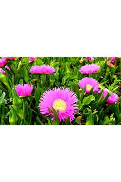 Tunç Botanik MEZAR - KABİR ÇİÇEKLİ BİTKİ SETİ - 90 ADET 2 ÇEŞİT YER ÖRTÜCÜ BİTKİ (Kaz Ayağı-Buz Çiçeği)